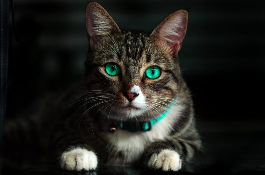 brown cat with green eyes