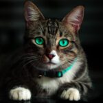 brown cat with green eyes